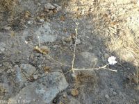 eyelashweed or blepharipappus (<em>Blepharipappus scaber</em>)