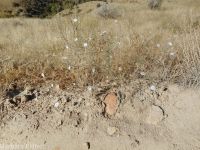 eyelashweed or blepharipappus (<em>Blepharipappus scaber</em>)