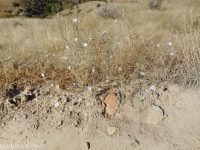 eyelashweed or blepharipappus (<em>Blepharipappus scaber</em>)