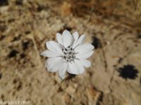 eyelashweed or blepharipappus (<em>Blepharipappus scaber</em>)