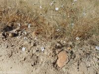 eyelashweed or blepharipappus (<em>Blepharipappus scaber</em>)