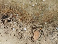 eyelashweed or blepharipappus (<em>Blepharipappus scaber</em>)