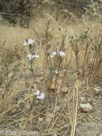 eyelashweed or blepharipappus (<em>Blepharipappus scaber</em>)