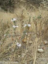eyelashweed or blepharipappus (<em>Blepharipappus scaber</em>)