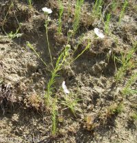 eyelashweed or blepharipappus (<em>Blepharipappus scaber</em>)