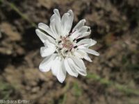 eyelashweed or blepharipappus (<em>Blepharipappus scaber</em>)