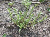 Nuttall's povertyweed (<em>Blitum nuttallianum</em>)