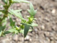 Nuttall's povertyweed (<em>Blitum nuttallianum</em>)