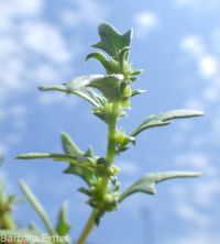 Nuttall's povertyweed (<em>Blitum nuttallianum</em>)