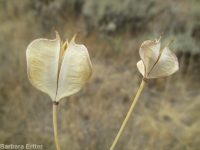 wing-fruited or white mariposa lily (<em>Calochortus eurycarpus</em>)