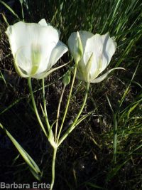 wing-fruited or white mariposa lily (<em>Calochortus eurycarpus</em>)