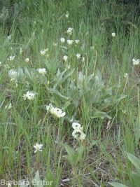 wing-fruited or white mariposa lily (<em>Calochortus eurycarpus</em>)