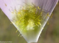 sagebrush or green-banded mariposa/sego lily (<em>Calochortus macrocarpus var. macrocarpus</em>)