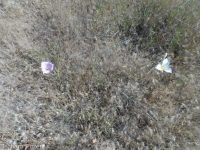 sagebrush or green-banded mariposa/sego lily (<em>Calochortus macrocarpus var. macrocarpus</em>)
