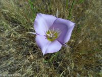 sagebrush or green-banded mariposa/sego lily (<em>Calochortus macrocarpus var. macrocarpus</em>)
