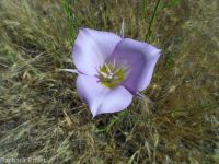sagebrush or green-banded mariposa/sego lily (<em>Calochortus macrocarpus var. macrocarpus</em>)