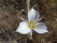sagebrush or green-banded mariposa/sego lily (<em>Calochortus macrocarpus var. macrocarpus</em>)