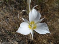 sagebrush or green-banded mariposa/sego lily (<em>Calochortus macrocarpus var. macrocarpus</em>)