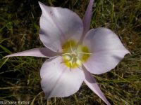 sagebrush or green-banded mariposa/sego lily (<em>Calochortus macrocarpus var. macrocarpus</em>)