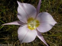 sagebrush or green-banded mariposa/sego lily (<em>Calochortus macrocarpus var. macrocarpus</em>)
