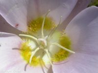 sagebrush or green-banded mariposa/sego lily (<em>Calochortus macrocarpus var. macrocarpus</em>)