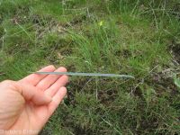 sagebrush or green-banded mariposa/sego lily (<em>Calochortus macrocarpus var. macrocarpus</em>)