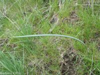 sagebrush or green-banded mariposa/sego lily (<em>Calochortus macrocarpus var. macrocarpus</em>)