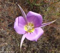 sagebrush or green-banded mariposa/sego lily (<em>Calochortus macrocarpus var. macrocarpus</em>)