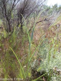 sagebrush or green-banded mariposa/sego lily (<em>Calochortus macrocarpus var. macrocarpus</em>)