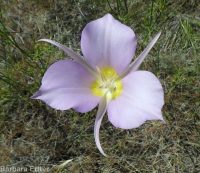 sagebrush or green-banded mariposa/sego lily (<em>Calochortus macrocarpus var. macrocarpus</em>)