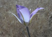 sagebrush or green-banded mariposa/sego lily (<em>Calochortus macrocarpus var. macrocarpus</em>)