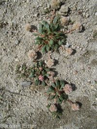 pussypaws (<em>Calyptridium umbellatum</em>)