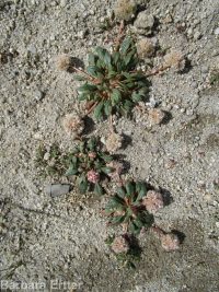 pussypaws (<em>Calyptridium umbellatum</em>)