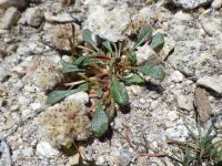 pussypaws (<em>Calyptridium umbellatum</em>)