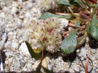 pussypaws (<em>Calyptridium umbellatum</em>)