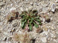 pussypaws (<em>Calyptridium umbellatum</em>)