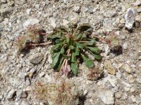 pussypaws (<em>Calyptridium umbellatum</em>)