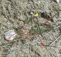 contorted suncup, plains evening-primrose (<em>Camissonia contorta</em>)