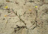 contorted suncup, plains evening-primrose (<em>Camissonia contorta</em>)
