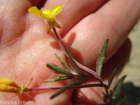 contorted suncup, plains evening-primrose (<em>Camissonia contorta</em>)