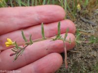 contorted suncup, plains evening-primrose (<em>Camissonia contorta</em>)