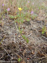 contorted suncup, plains evening-primrose (<em>Camissonia contorta</em>)