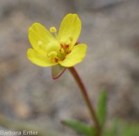contorted suncup, plains evening-primrose (<em>Camissonia contorta</em>)