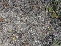 contorted suncup, plains evening-primrose (<em>Camissonia contorta</em>)