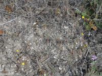 contorted suncup, plains evening-primrose (<em>Camissonia contorta</em>)
