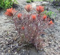 Coville's or Rocky Mountain paintbrush (<em>Castilleja covilleana</em>)