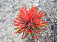Coville's or Rocky Mountain paintbrush (<em>Castilleja covilleana</em>)