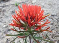 Coville's or Rocky Mountain paintbrush (<em>Castilleja covilleana</em>)