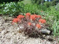 Coville's or Rocky Mountain paintbrush (<em>Castilleja covilleana</em>)