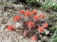 Coville's or Rocky Mountain paintbrush (<em>Castilleja covilleana</em>)